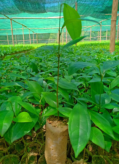 các sản phẩm từ quế