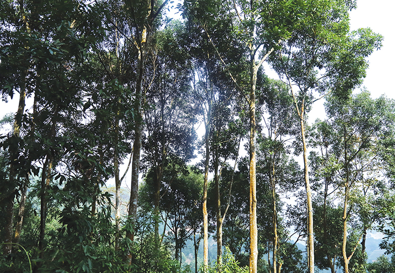 7 điều bạn có thể chưa biết về quế rừng