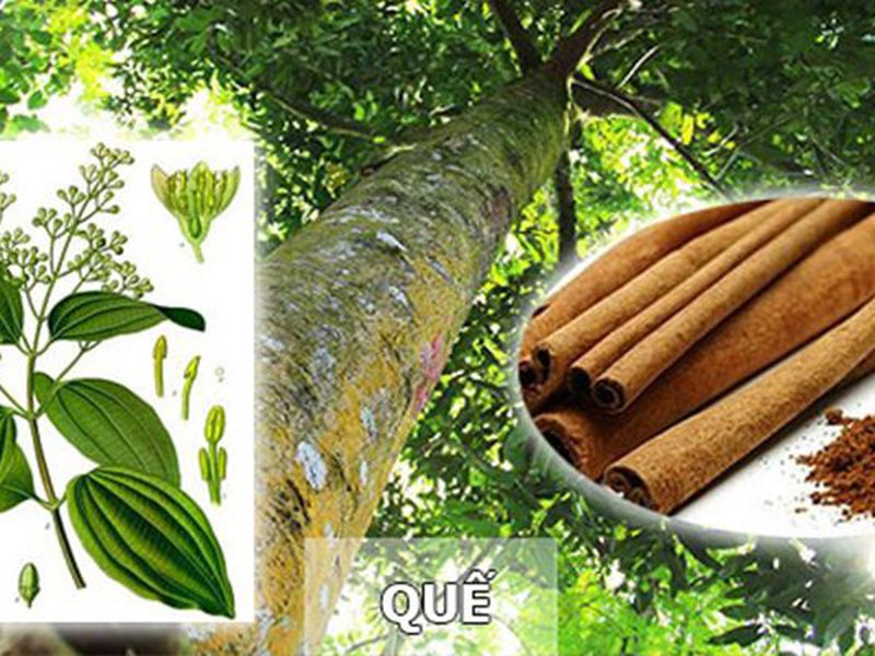 Công dụng vỏ quế khô