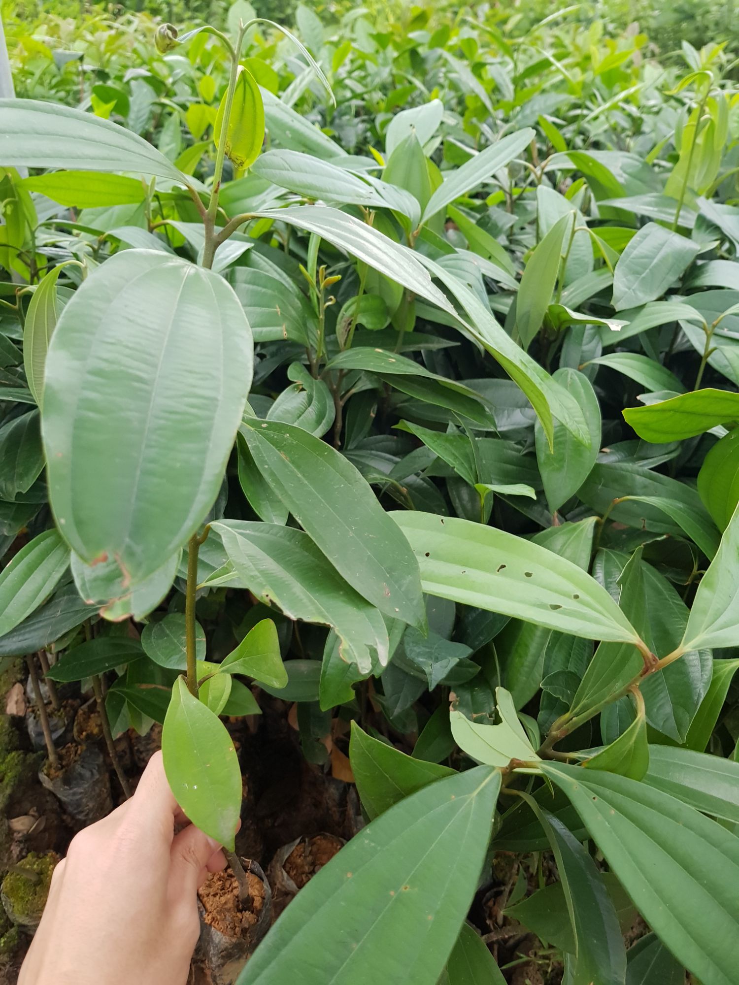 10 CÔNG DỤNG THẦN KỲ CỦA LÁ CÂY QUẾ