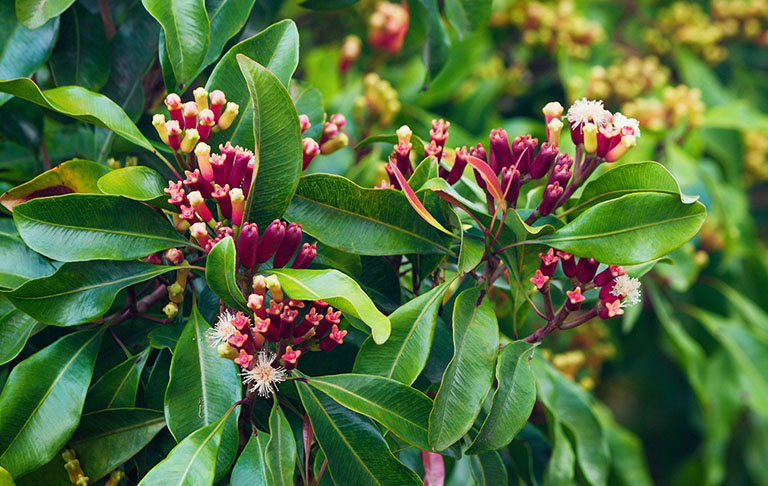 dinh-huong-que-rung-xanh-01